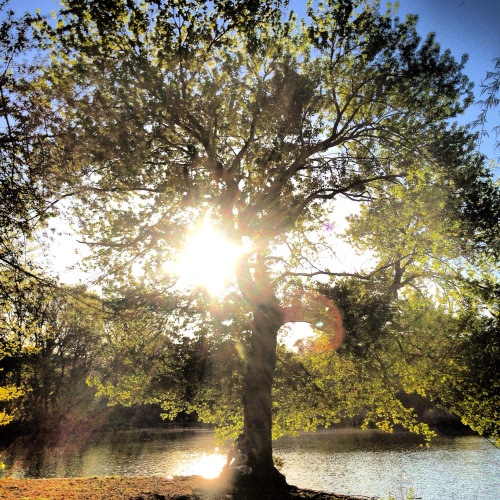 Tree of Light. Photo by Aimee Follette